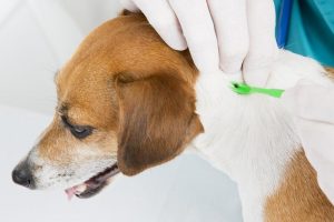 Referral, veterinary hospital, veterinarian, local, Lehigh valley, Macungie, Allentown